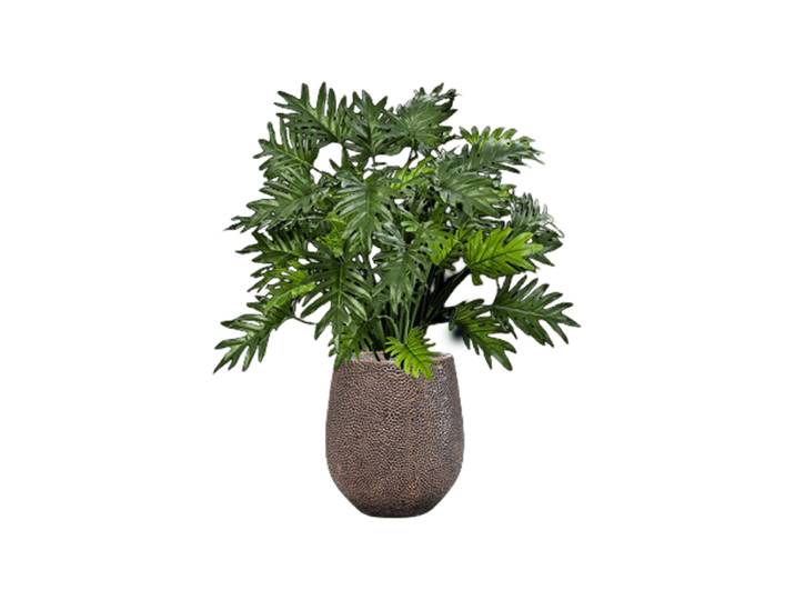 Pflanzen Arrangement „Philodendron in Baq Opus Hit“, 100-110 cm Baq Design