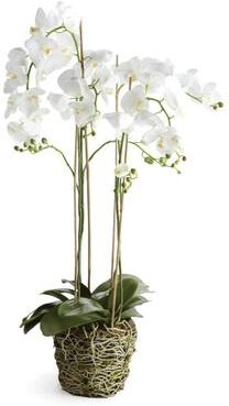 Porch & Petal "Phalaenopsis Orchid Drop-In 44"" with Root Ball"