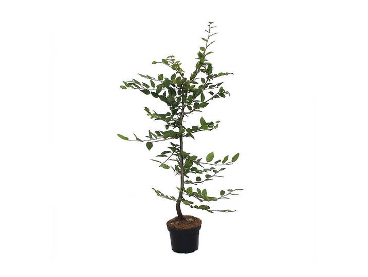 Hainbuche - Carpinus betulus 80-100cm inklusive Topf