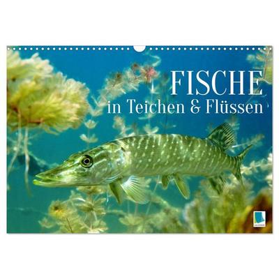 Fische in Teichen und Flüssen (Wandkalender 2026 DIN A3 quer), CALVENDO Monatskalender