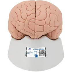 Menschliches Gehirnmodell, 2-teilig - 3B Smart Anatomy