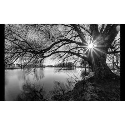 Fototapete PAPERMOON "Baumsee Sonnenaufgang", bunt, B:5m L:2,8m, Vlies, Tapeten