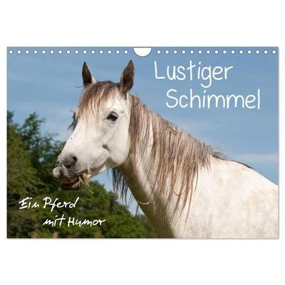Lustiger Schimmel - ein Pferd mit Humor (Wandkalender 2026 DIN A4 quer), CALVENDO Monatskalender