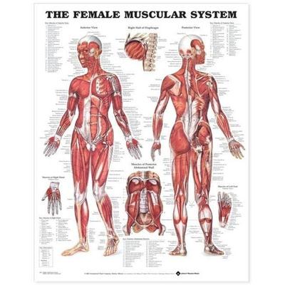 The Female Muscular System Anatomical Chart, Nonbook von , Anatomical Chart Co., 978-1-58779-565-7