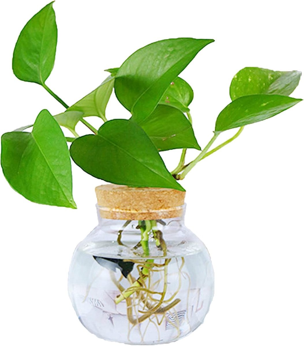 Decoratieve glazen mini vaas voor bloemen van SnelShoppen