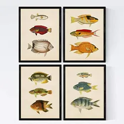 POSTER Set mit 4 Mahava von 12 verschiedenem Fisch A3 Schwarzer Rahmen