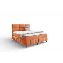 BOXBETT Charlie Premium