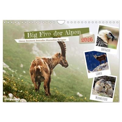 Big Five der Alpen Gämse, Steinbock, Murmeltier, Steinadler, Bartgeier (Wandkalender 2026 DIN A4 quer), CALVENDO Monatskalender