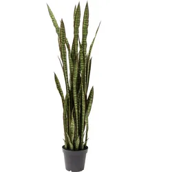 KARE DESIGN Deko Pflanze 60718 Sansewieria Kunststoff Grün