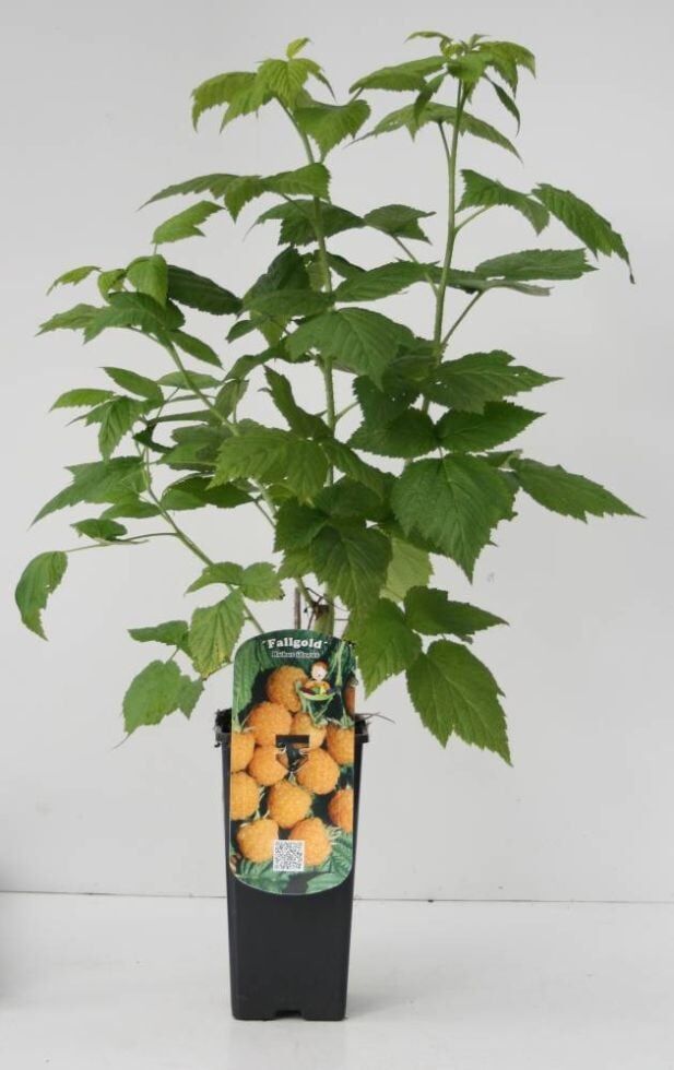 Pflanzen Obststrauch Goldgelbe Himbeere 2 L Container