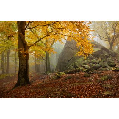 Fototapete PAPERMOON "Photo-Art DANIEL Å˜EÅ˜ICHA, HERBSTWALD", bunt, B:4,5m L:2,8m, Vlies, Tapeten