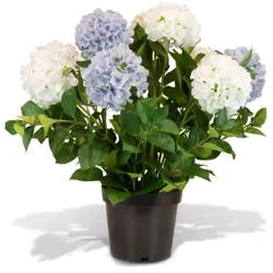 Hortensie - Hydrangea Kunstpflanze, 10 Blüten, Höhe 73 cm, weiß-blau