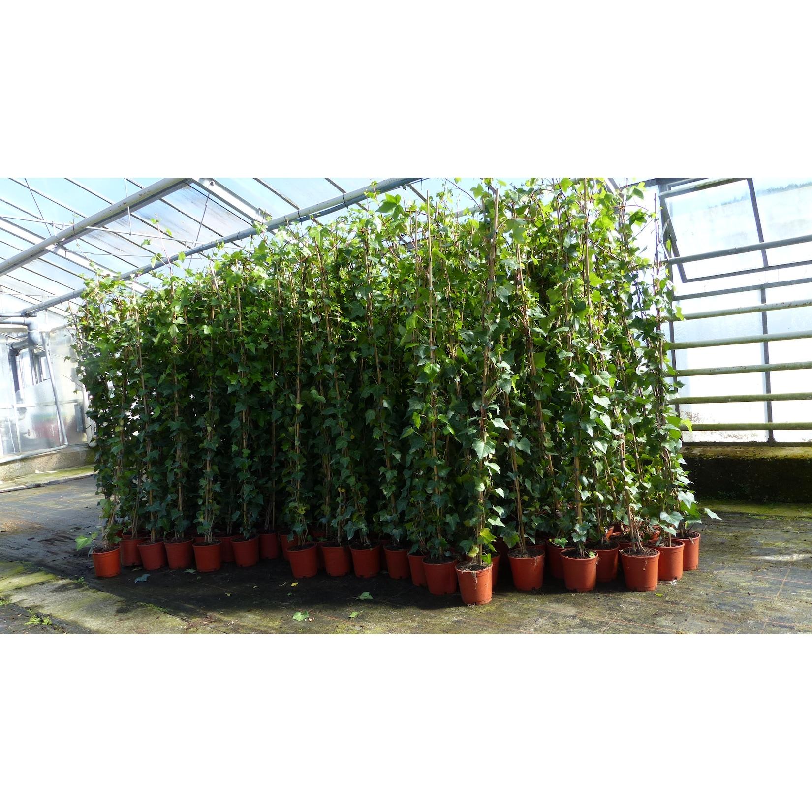 8 Stück Efeu Pflanze Hedera helix 180 - 200 cm Pyramide Säule winterhart Kletterpflanze Hecke Sichtschutz blickdicht