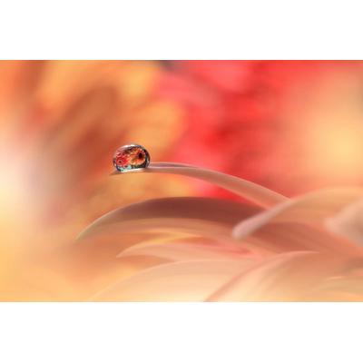 Fototapete PAPERMOON "Zen Wassertropfen mit Blume Makro", bunt, B:2m L:1,49m, Vlies, Tapeten