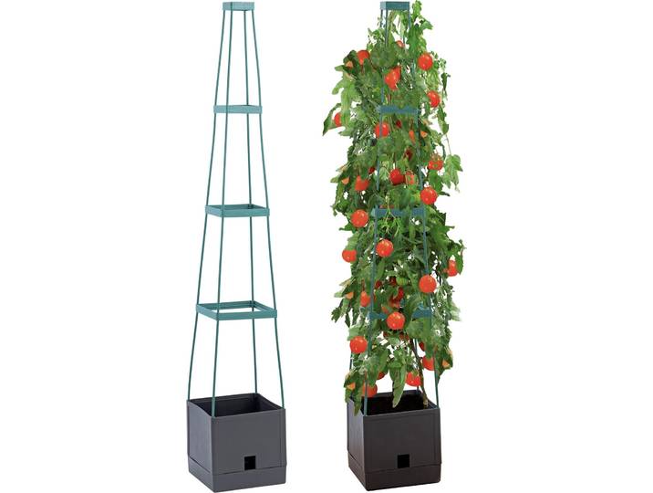 Pflanzentopf mit Tomatenstütze, Kletterpflanze, 150 cm