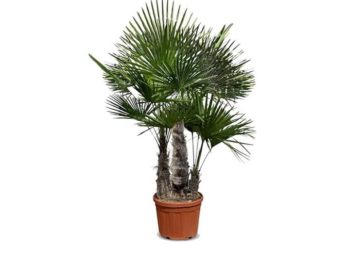 Sunny Tree - Palme - Dreistämmiger Trachycarpus Fortunei - Chinesische Fächerpalme - Hanfpalme - 180-200 CM Inklusif Topf - Winterhart bis -18