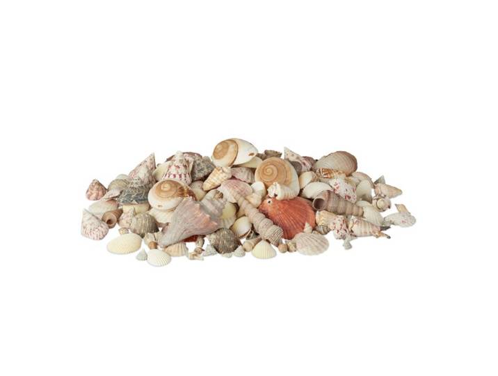 Relaxdays Muschel Deko mit Meeresschnecken 2kg