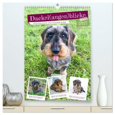 Dackel(augen)blicke (hochwertiger Premium Wandkalender 2027 DIN A2 hoch), Kunstdruck in Hochglanz