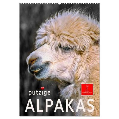 Putzige Alpakas (Wandkalender 2027 DIN A2 hoch), CALVENDO Monatskalender