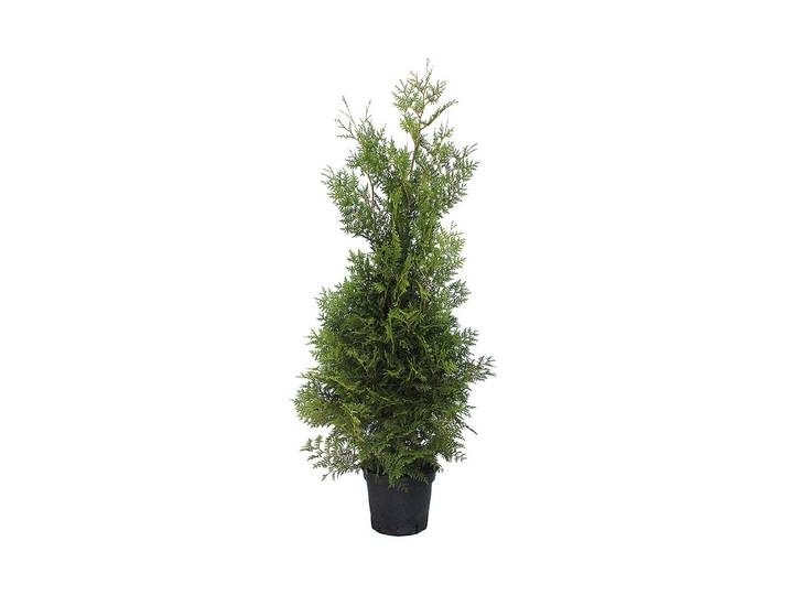 Lebensbaum - Thuja Brabant 160 - 175cm inklusive Topf
