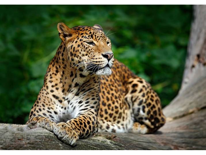 Fototapete PAPERMOON Leopard , bunt, B:2,5m L:1,86m, Vlies, Tapeten, Fototapete