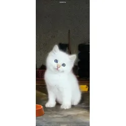 Scheurich Türfolie Kitty, für Innen- Außentüren