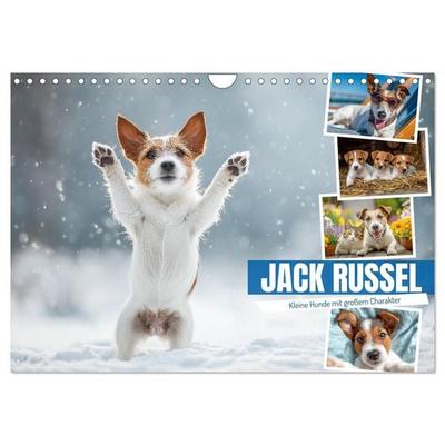 JACK RUSSEL - Kleine Hunde mit großem Charakter (Wandkalender 2026 DIN A4 quer), CALVENDO Monatskalender