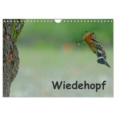Wiedehopf (Wandkalender 2027 DIN A4 quer), CALVENDO Monatskalender