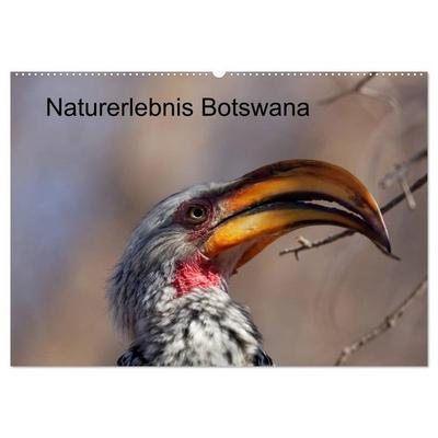 Naturerlebnis Botswana (Wandkalender 2026 DIN A2 quer), CALVENDO Monatskalender