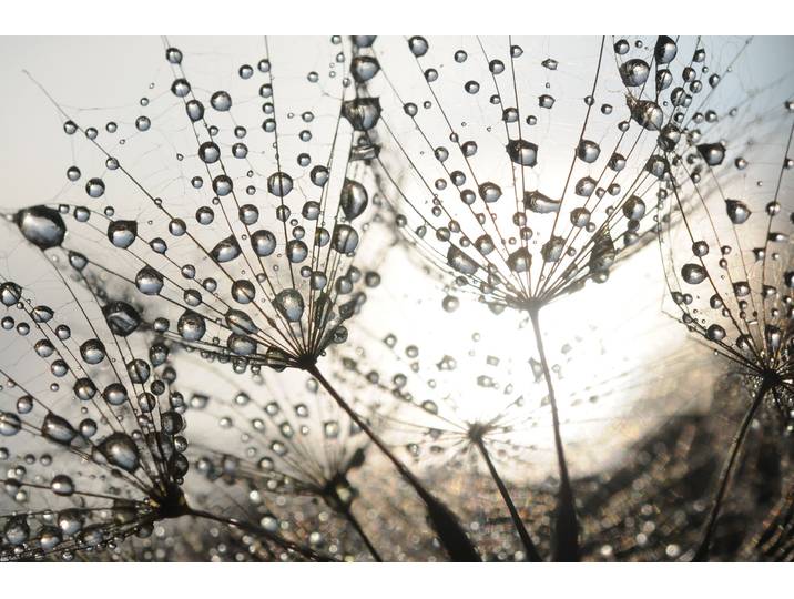 Fototapete PAPERMOON Dandelion Seeds Drops , bunt, B:3m L:2,23m, Vlies, Tapeten, Fototapete