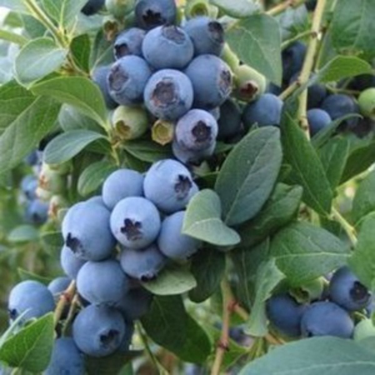 Vaccinium cor. Goldtraube 71 Blauwe bosbes in pot, 30-40 cm
