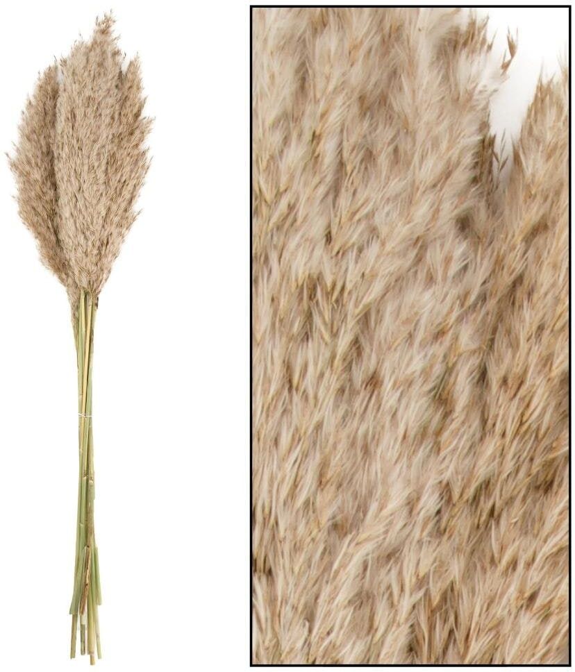 Kunstblume "CHALET Schilfrohrfeder", beige (nature), 10 Stk., Kunstpflanzen, Kunstblume nature 10 Stk.