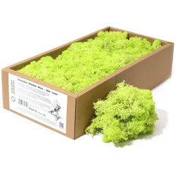 Quality Decoration Reindeer Moss - Mint Green  - 635g Box