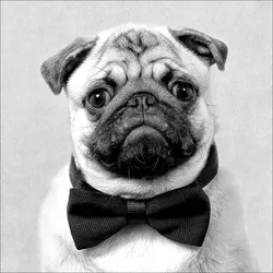Keilrahmenbild FUNNY DOG III (BHT 27x27x2 cm) - bunt - BHT 27x27x2 cm