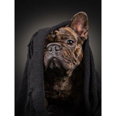 CALVENDO Puzzle Frieda | 1000 Teile Lege-Größe 64x48cm Foto-Puzzle für glückliche Stunden