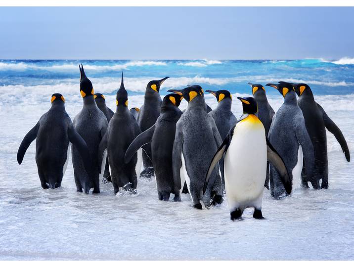 Fototapete PAPERMOON King Penguins , bunt, B:5m L:2,8m, Vlies, Tapeten, Fototapete