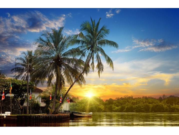 Papermoon Tropischer Palmen-Sonnenaufgang