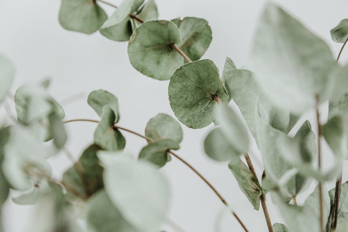 Verse Eucalyptus Takken