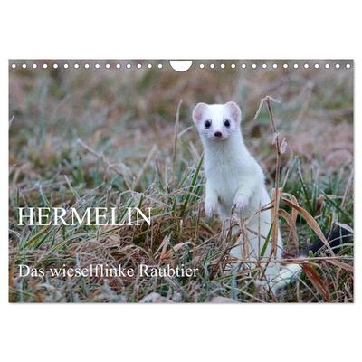 Hermelin - das wieselflinke Raubtier (Wandkalender 2026 DIN A4 quer), CALVENDO Monatskalender