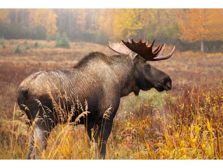 Papermoon ELCH-STIER TIER HIRSCH WALD GEWEIH STEPPE TUNDRA PRÄRIE