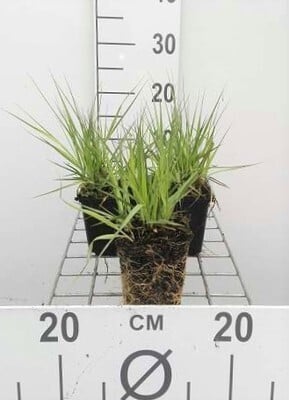 6 x Molinia caerulea Edith Dudszus Pijpgras in pot van 9 x 9 cm van GRDplanten