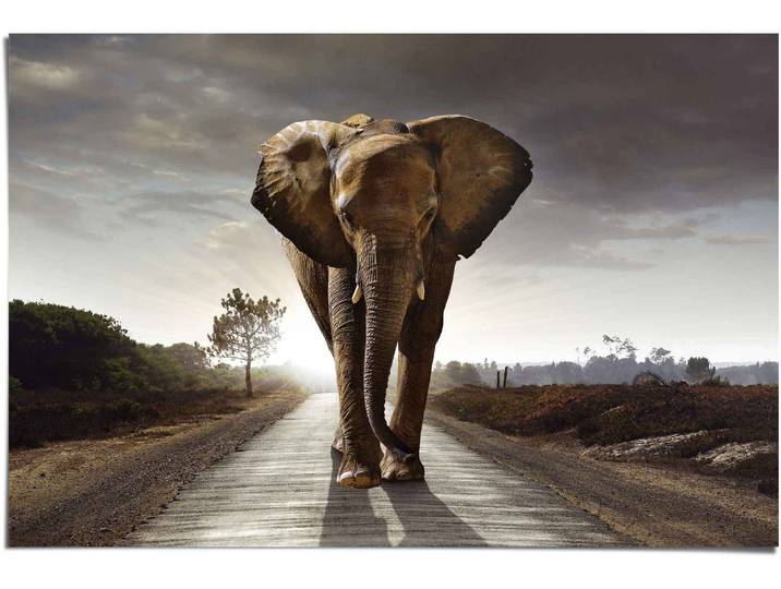Poster REINDERS Elefant Wanderung , braun (farbe bild(er): braun), B:91,5cm H:61cm, Papier, Bilder, Poster