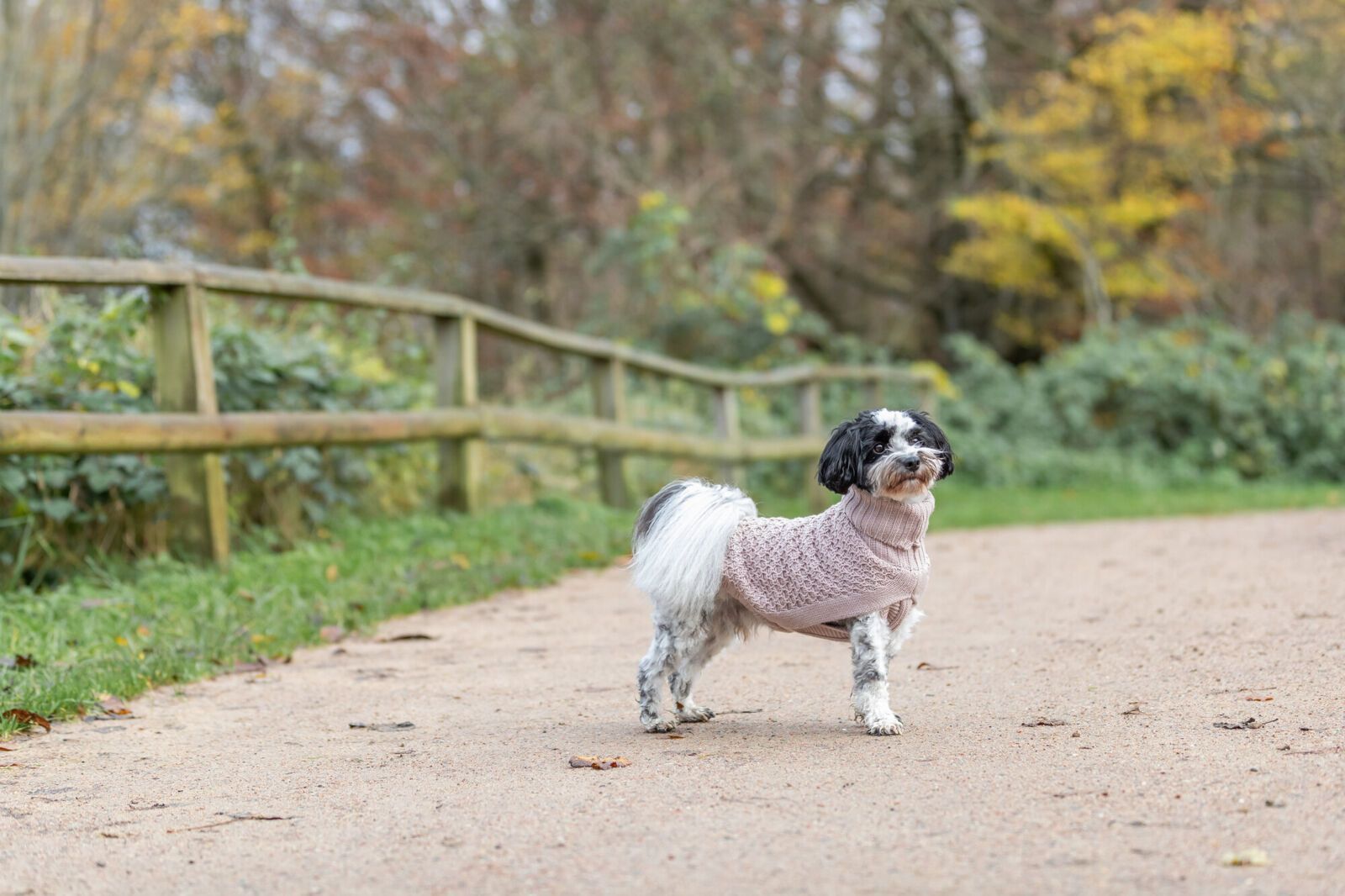 TRIXIE Pullover Norwood, blush, 45 cm
