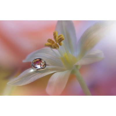 Papermoon "Zen Wassertropfen mit Blume Makro"
