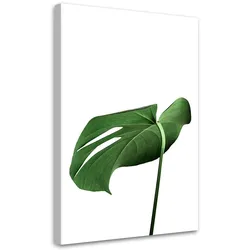 WANDBILD monstera blatt pflanze