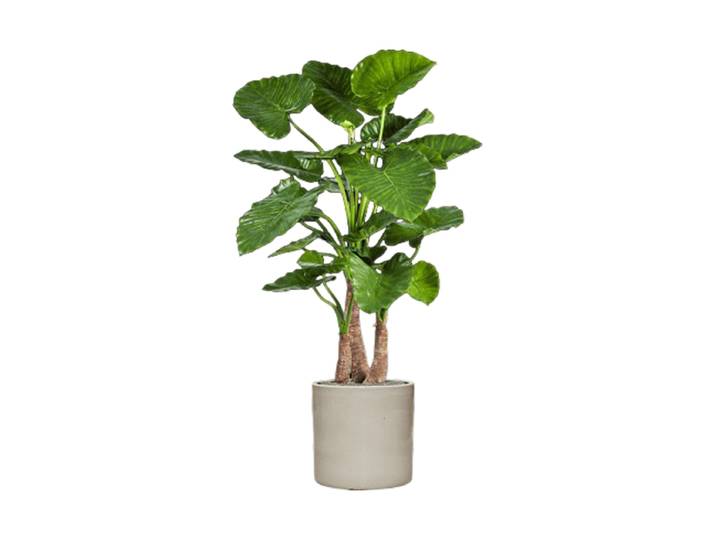 Pflanzen Arrangement „Alocasia Calidora in Cylinder“ Keramik Baq Design
