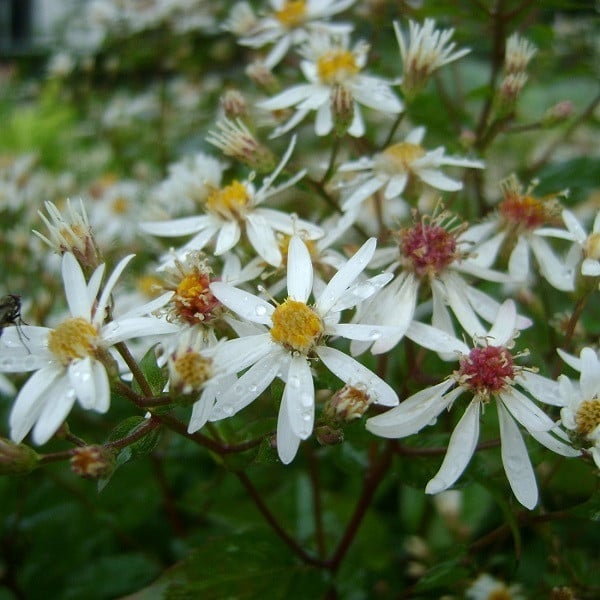 6 x Aster Silver Spray (Aster cordifolius) in pot van 9x9 cm van Arborix