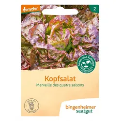 Kopfsalat Merveille
