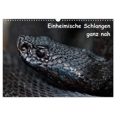 Einheimische Schlangen ganz nah (Wandkalender 2027 DIN A3 quer), CALVENDO Monatskalender