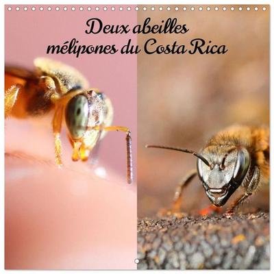 Deux abeilles mélipones du Costa Rica (Calendrier mural carré 2027 30x30 cm) Calendrier double avec une page pour vos prises de notes